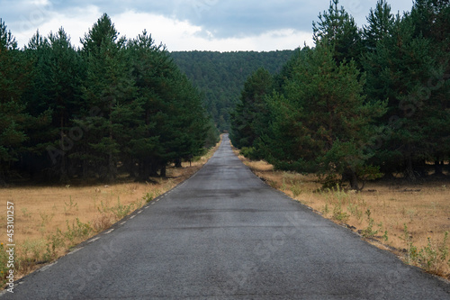 Road in the forest
