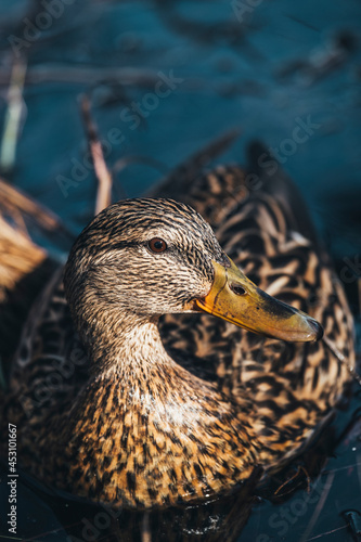 Close-up of duck on water photo