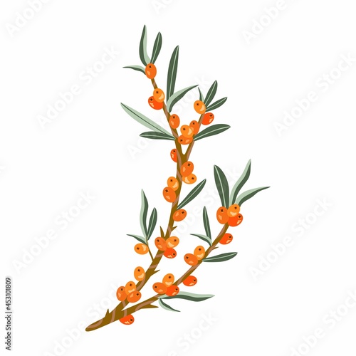 Sea buckthorn plant. Branch of a tree with fruits and leaves. Harvest sea buckthorn. Vector illustration isolated on white background.