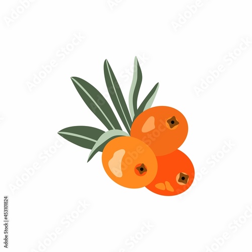 Sea buckthorn plant, fruits. Vector illustration of sea buckthorn berries isolated on white background. 