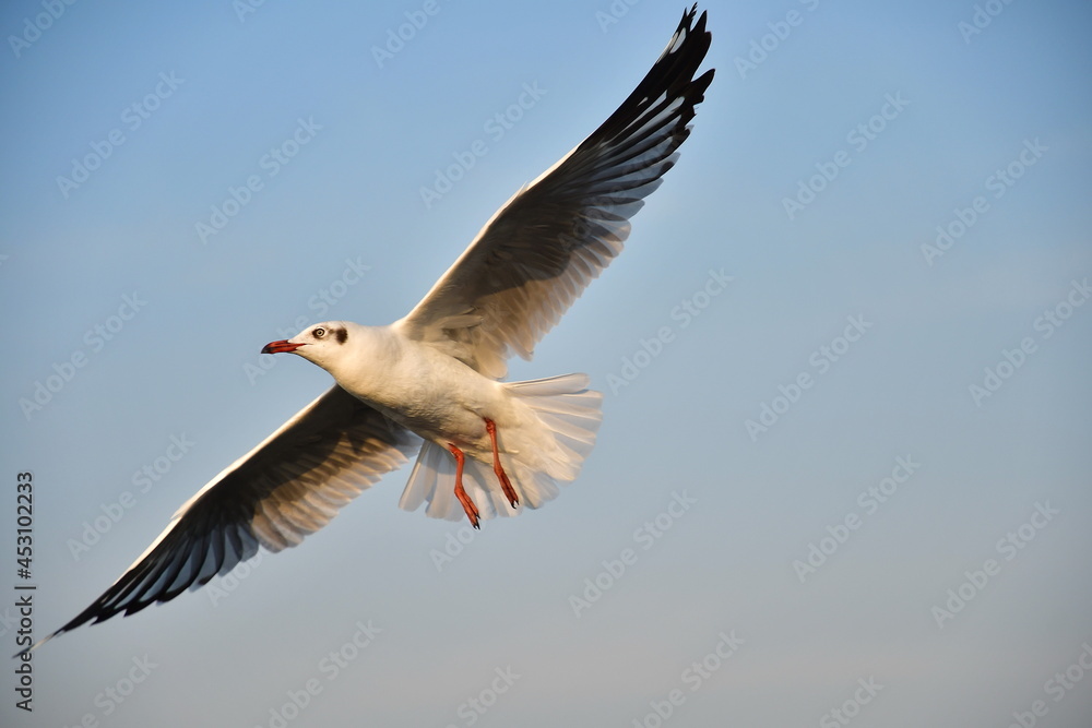 Brown-headed gull has a red mouth and legs. flying gracefully in the sky Scientific name: Chroicocephalus brunnicephalus. It is a winter migratory bird of Thailand originating from Mongolia, China.
Brown-headed gull has a red mouth and legs. flying gracefully in the sky Scientific name: Chroicocephalus brunnicephalus. It is a winter migratory bird of Thailand originating from Mongolia, China.