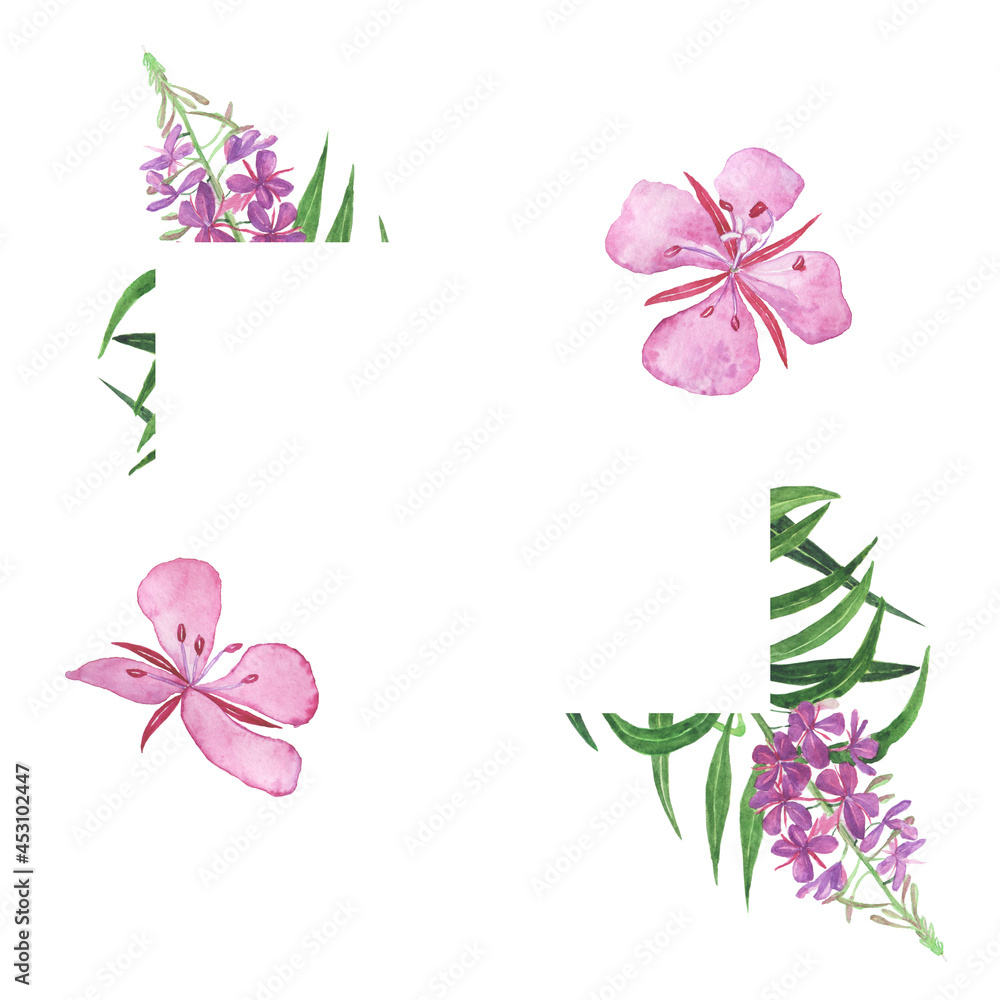Fireweed frame isolated on white background. Watercolor hand drawing illustration. Chamaenerion angustifolium.