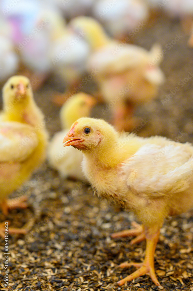 Beautiful little chicken on the ground at the farm background. Small chicken spending time at the fam with another chicks. Close-up Beautiful little chicken on the ground at the farm background. Small chicken spending time at the fam with another chicks. Close-up