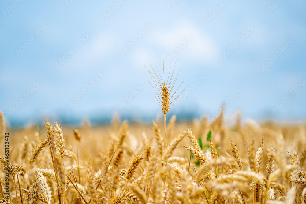 Landscapes of yellow wheat flour. Farming gold wheat field industry. Yellow field with blue sky at the background Landscapes of yellow wheat flour. Farming gold wheat field industry. Yellow field with blue sky at the background