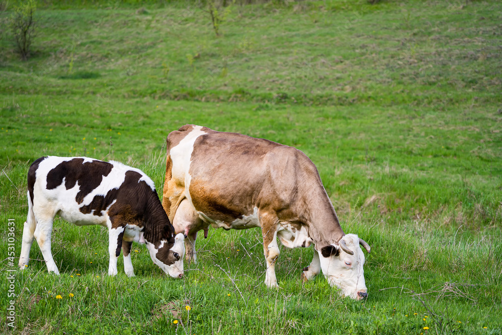 Milking cow and a little calf grazing. Cows on pasture. Beautiful black and white calf eating grass next to brown cow on a meadow Milking cow and a little calf grazing. Cows on pasture. Beautiful black and white calf eating grass next to brown cow on a meadow