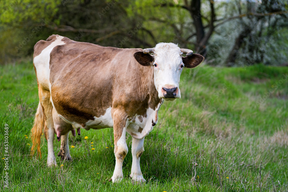 Milky cow on field. Beautiful horny cow looking on camera. White and brown dairy cow standing on green meadow background in summer. Full length