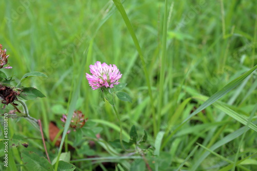 Wallpaper Mural ムラサキツメクサ Torontodigital.ca