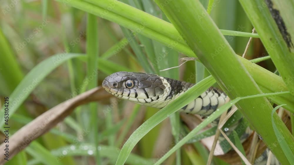Grass Snake Still in Reeds Grass Snake Still in Reeds