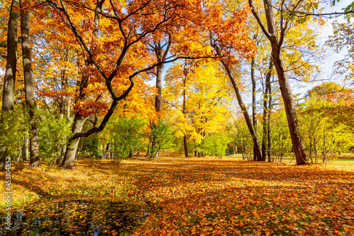 Alexander park in autumn  Pushkin  Tsarskoe Selo   Saint Petersburg  Russia