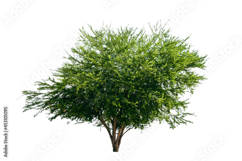 green tree isolated on white background with clipping path.