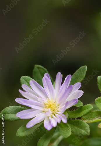 Outdoor small cute chrysanthemum flowers 