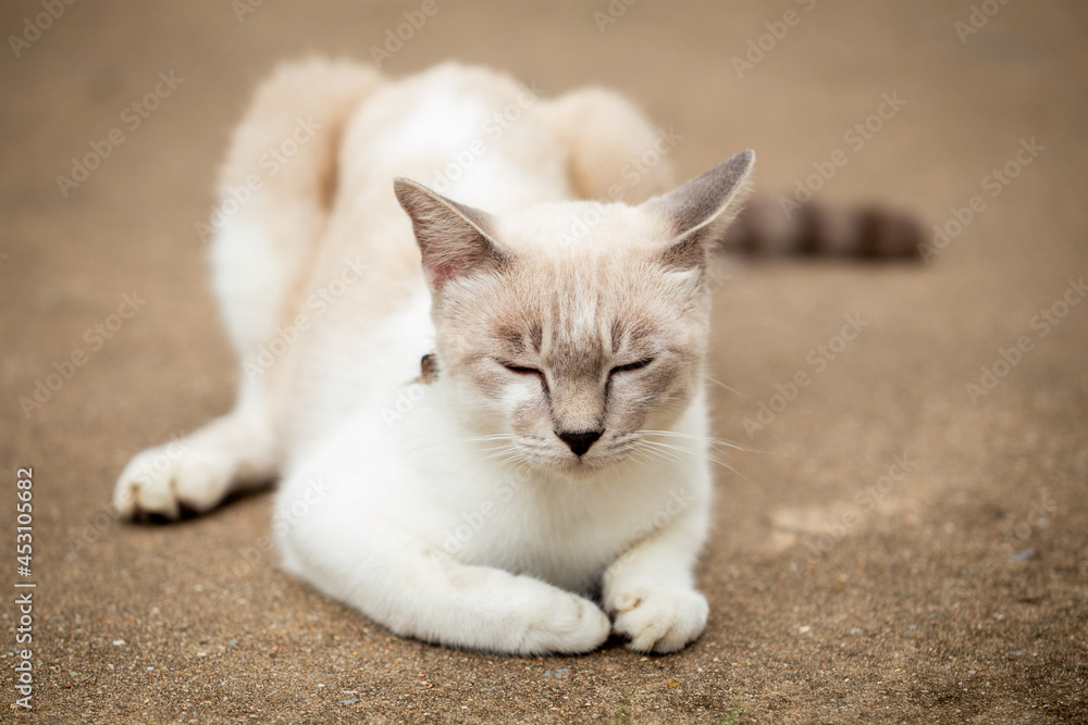 Pet cat relaxing lying on floor at home, outdoor