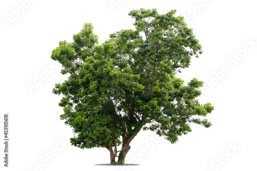 Green tree isolated on white background  tropical tree with clipping path