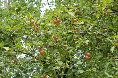 Fruits in the leafage of plum tree in July photo