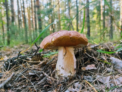 big mushroom in the forest