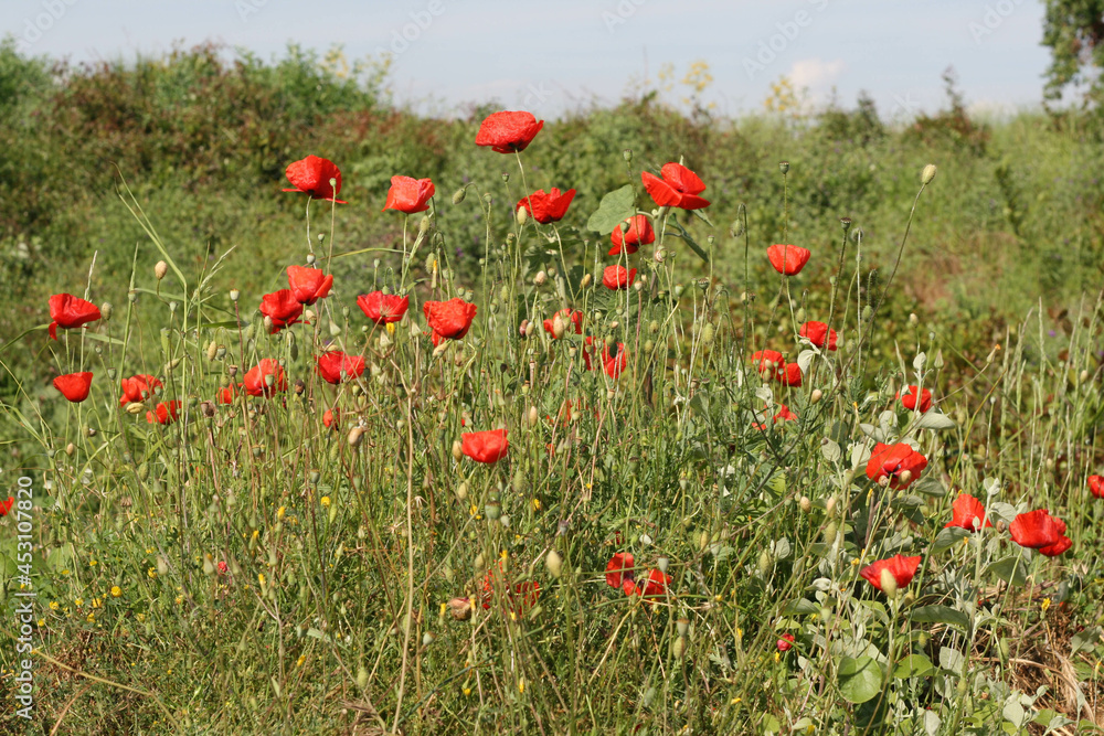 Scarlet poppy flowers in the field
