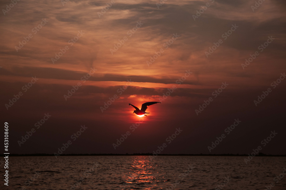 Fototapeta premium kite on the beach