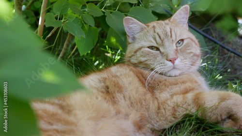 Red cat resting lying in the garden in summer. Cat plays outside. In the sun