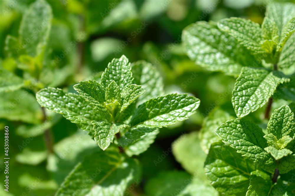 Spearmint Spearmint