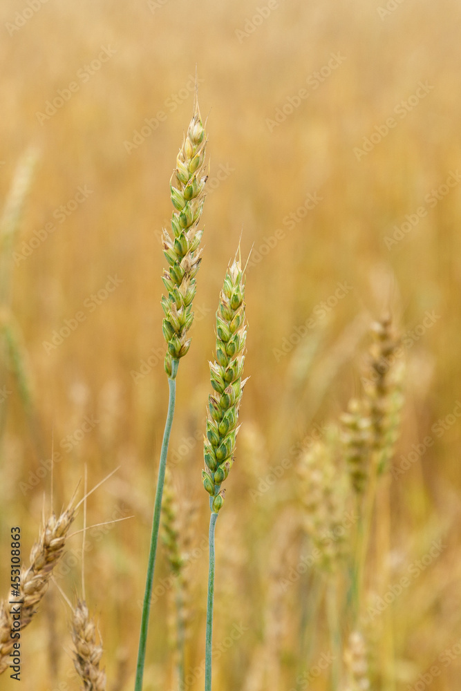 Green spikelets of wheat on the background of a yellow field with wheat. Green spikelets of wheat on the background of a yellow field with wheat.