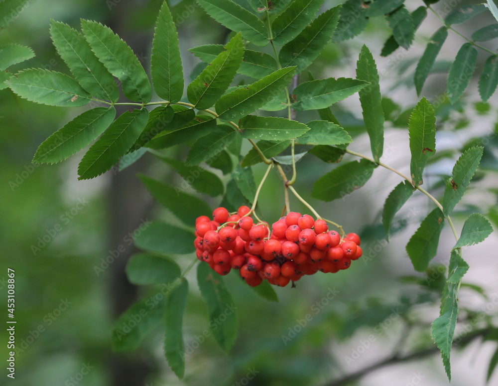 A branch of mountain ash with a bunch of red berries