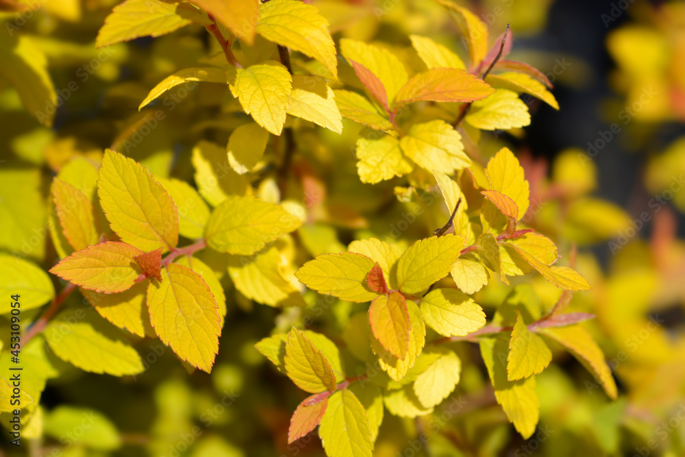 Japanese spirea Golden Princess Japanese spirea Golden Princess