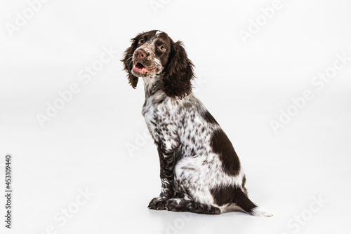 Obraz na płótnie Calmly sitting and smiling spaniel dog on white studio background