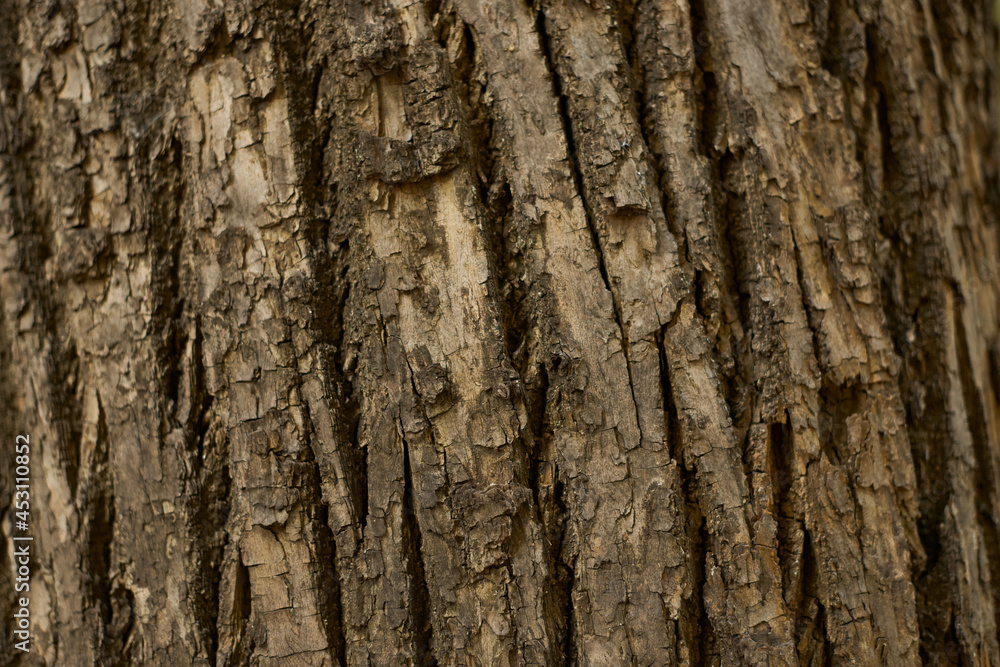 Closeup Tree Bark Texture For Background , Old Wood Tree background surface natural pattern Closeup Tree Bark Texture For Background , Old Wood Tree background surface natural pattern