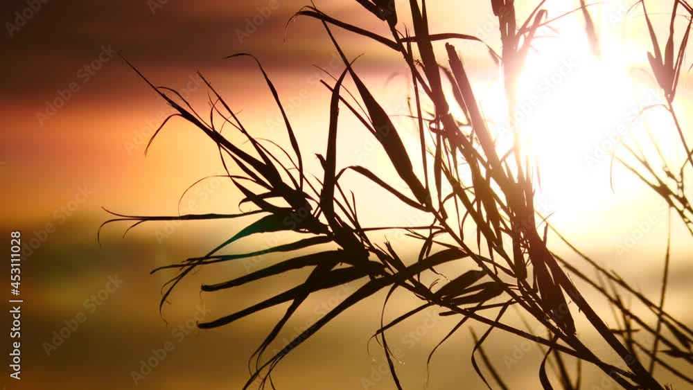 Beach plant reeds against background of sunrise sky. Nature, coastal landscape. Beach plant reeds against background of sunrise sky. Nature, coastal landscape.
