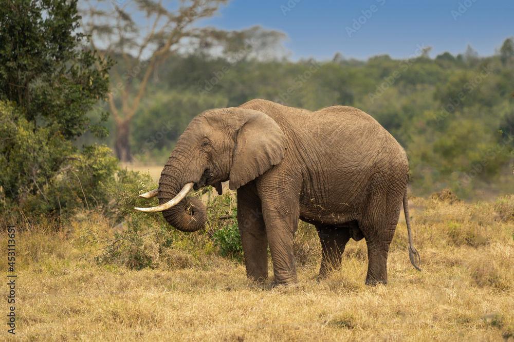 Clsoe up of African Bush Elephants walking on the road in wildlife reserve. Maasai Mara, Kenya, Africa. (Loxodonta africana)