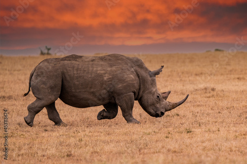 Fototapeta White Rhinoceros Ceratotherium simum Square-lipped Rhinoceros at Khama Rhino Sanctuary Kenya Africa