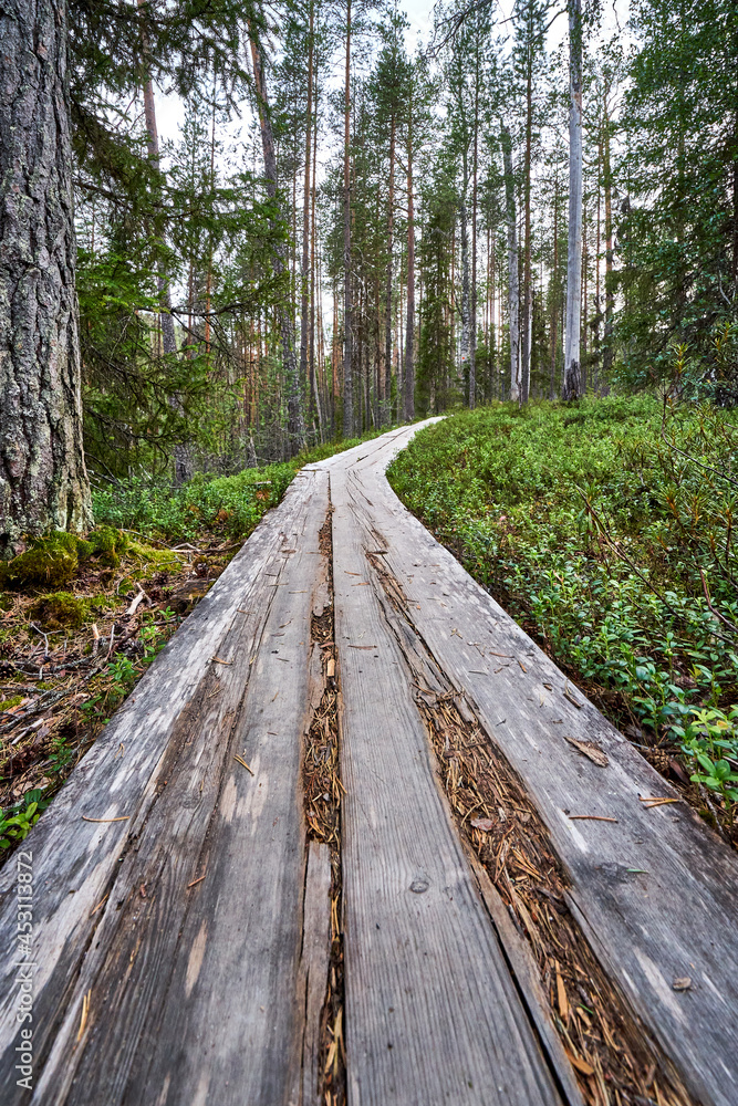 Old duckboards in forest