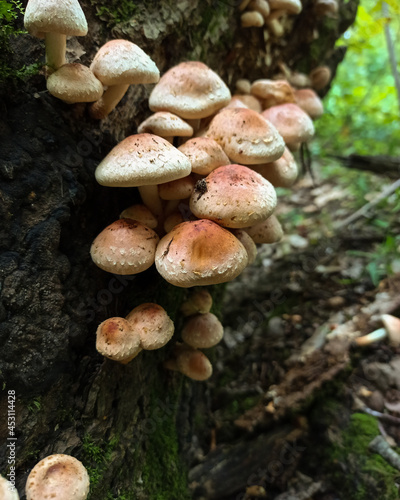 mushrooms in the forest