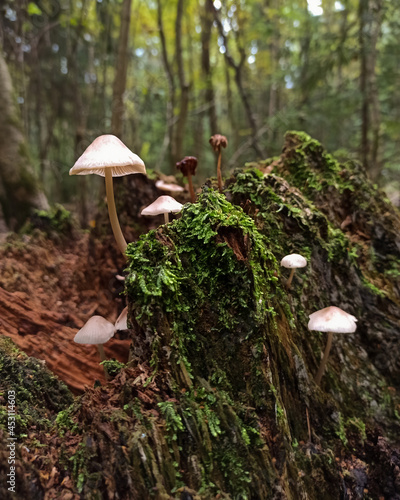 mushroom on a tree