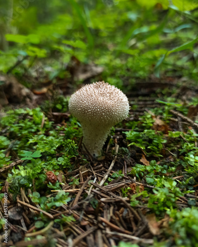 mushroom in the forest