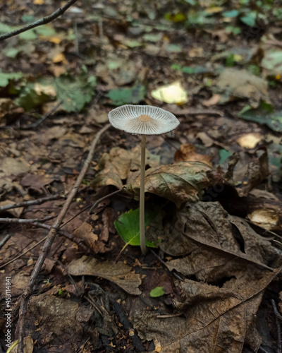 mushroom in the forest