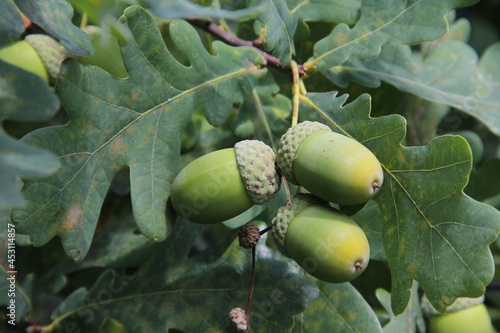 Closeup of oaknuts on the branch of oaktree in the background of green oakleaves on a summer day in Kaunas, Lithuania