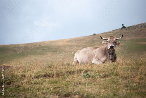 Beautiful cow - Pirineus, Catalunya