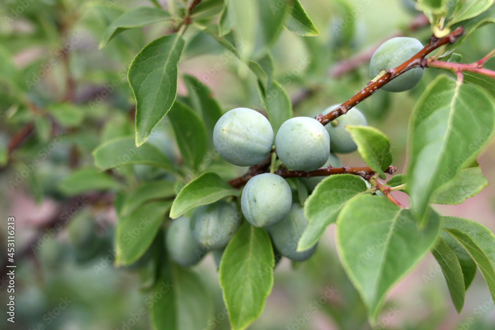 Ripening green plums in close-up. Branch with plum fruits. Selective focus.
