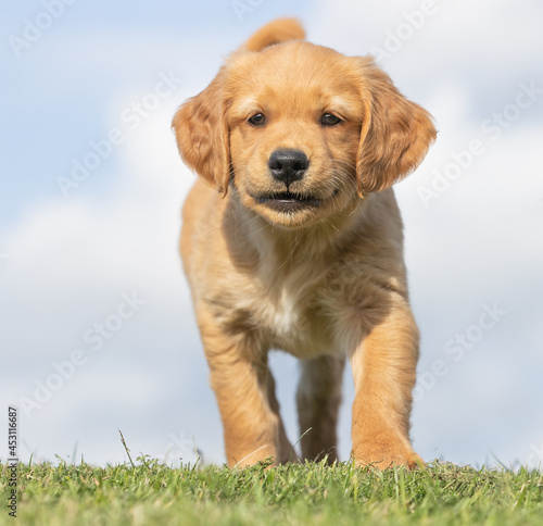 golden retriever puppy © Dyrefotografi.dk