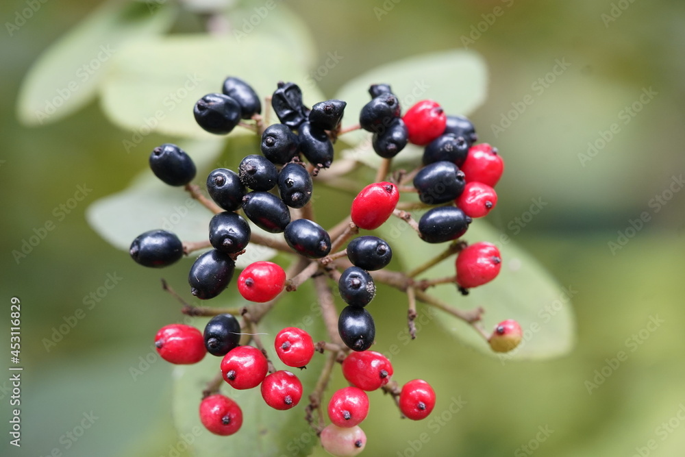 Viburnum lantana, the wayfarer or wayfaring tree, is a species of Viburnum, native to central, southern and western Europe (north to Yorkshire in England), northwest Africa, and southwestern Asia. Viburnum lantana, the wayfarer or wayfaring tree, is a species of Viburnum, native to central, southern and western Europe (north to Yorkshire in England), northwest Africa, and southwestern Asia.