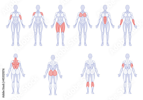 Female anatomy with training body parts figure standing front and back