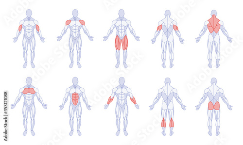 Male anatomy with training body parts figure standing front and back