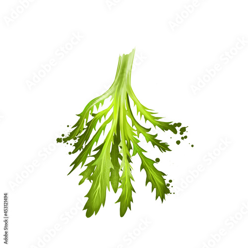 Digital art Frisee, Curly endive, Chicory frisee or crispum isolated on white background. Organic healthy food. Green vegetable. Handdrawn plant closeup. Clip art illustration. Graphic design element