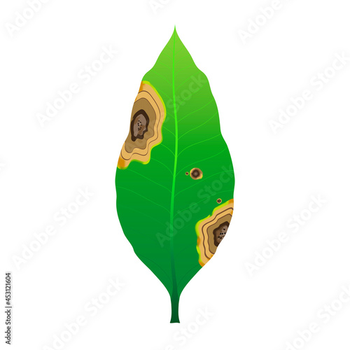 Mango leaf are damaged by Anthracnose pathogen or Colletotrichum Fungi and be called is "big blight symptom", Causing plant to rot, Pale and wither at agriculture garden. Isolated on white background