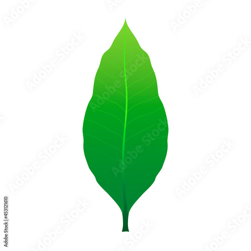 One mango green leaf. Vector design on white background. It is a sweet fruit.