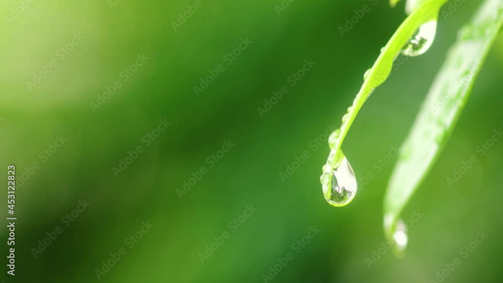 purity natural background, water drops on green leaf, macro shot purity natural background, water drops on green leaf, macro shot