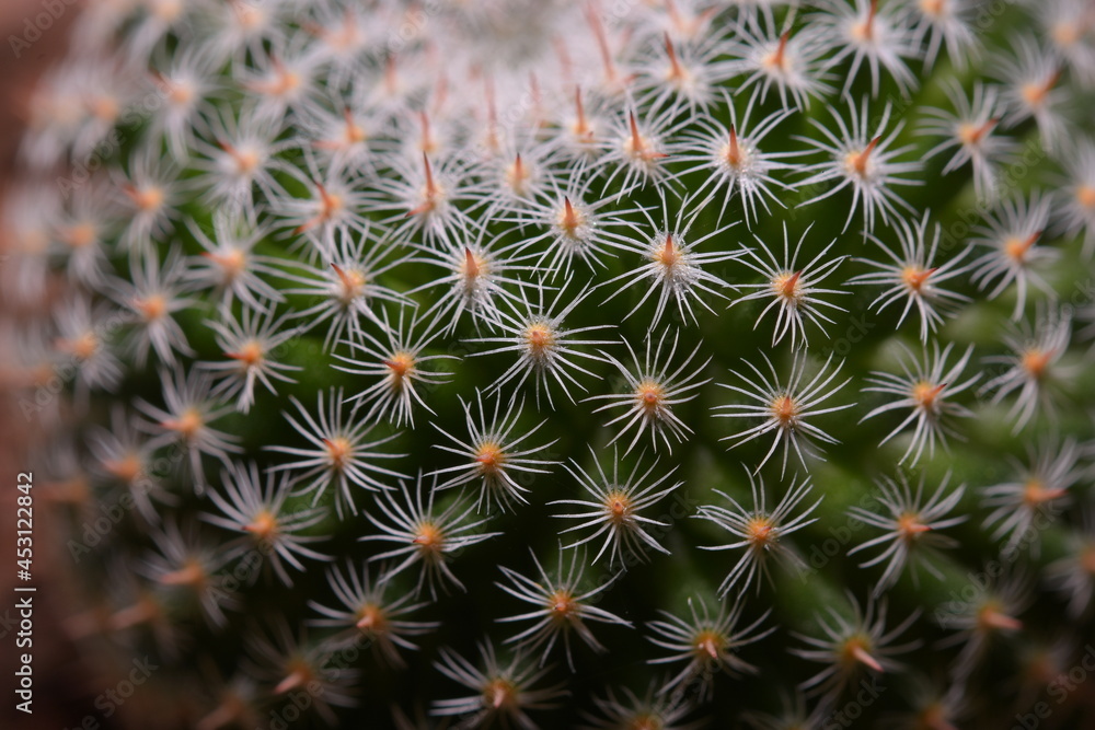 Cactus, which many people like to raise Cactus, which many people like to raise