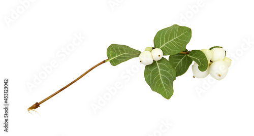 Snowberries (Symphoricarpos...