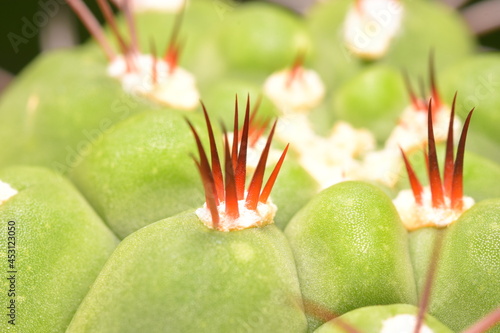 Cactus, which many people like to raise